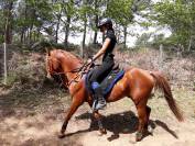 Cheval Pluridiscipline TAC, Endurance, Trec, cso, West