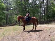 Cheval Pluridiscipline TAC, Endurance, Trec, cso, West