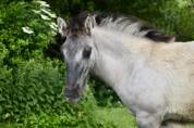 HIGHLAND PONY