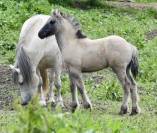 HIGHLAND PONY