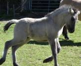 HIGHLAND PONY