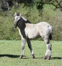 HIGHLAND PONY