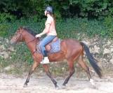 Poney pfs hongre de 3 ans 