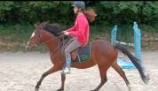 Poney pfs hongre de 3 ans 