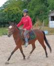 Poney pfs hongre de 3 ans 