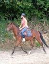 Poney pfs hongre de 3 ans 