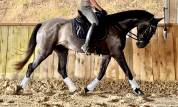 Jument dressage Croisée KWPN/lusitanienne