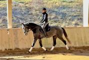 Top Jument dressage Croisée KWPN/lusitanienne