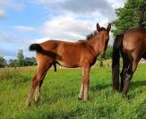 foal mâle bai zain par Quality Touch et une mère PS