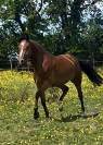 Ponette de sport gros moyens montée par enfant 