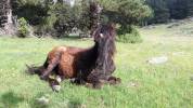 Pouliche Rocky Mountain Horse 