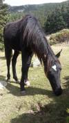 Pouliche Rocky Mountain Horse 