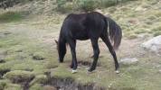 Pouliche Rocky Mountain Horse 