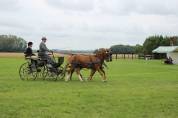 Poney D loisirs ou compétition OC (WTC x DRPON)