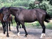 Cheval  5 ans lusitanienne/ arabe onc