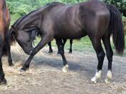 Cheval  5 ans lusitanienne/ arabe onc