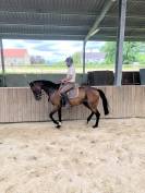 Cheval loisir CSO dressage 7ans 