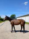 Cheval loisir CSO dressage 7ans 