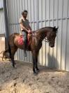 Cheval loisir CSO dressage 7ans 