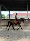 Cheval loisir CSO dressage 7ans 