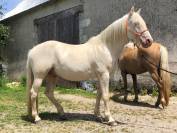 Cheval de rando crême