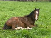 Poney D excellente lignée à saisir