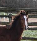 Poney D excellente lignée à saisir