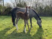 Poney D excellente lignée à saisir