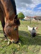 Demi pension sur cheval de dressage 