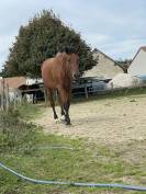 Demi pension sur cheval de dressage 