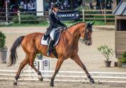 Demi pension sur cheval de dressage 