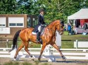 Demi pension sur cheval de dressage 