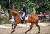 Demi pension sur cheval de dressage 