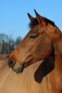 Demi pension sur cheval de dressage 