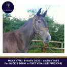 MAYA VIVA AQPS 2 ans Par BUCK'S BOUM 