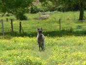 Superbe poulain de race cheval miniature Américain AMHA