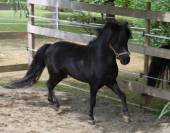 Superbe poulain de race cheval miniature Américain AMHA