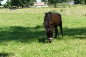 Superbe poulain de race cheval miniature Américain AMHA