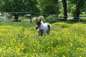 Magnifique pouliche : cheval miniature Américain AMHA 