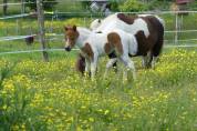 Magnifique pouliche : cheval miniature Américain AMHA 