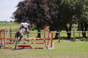 Cheval de 5 ans par UNTOUCHABLE 27