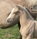 Foal SBS poney