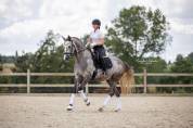 Hongre KWPN 6 ans Dressage