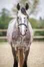 Hongre KWPN 6 ans Dressage