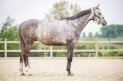 Hongre KWPN 6 ans Dressage