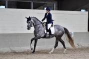 Hongre KWPN 6 ans Dressage