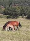 Ponette Dartmoor