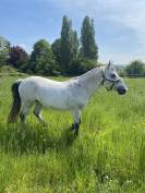 Electro Fox poney connemara de 10 ans 