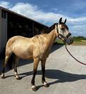 Poney à louer