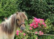 Poulain mini shetland PP